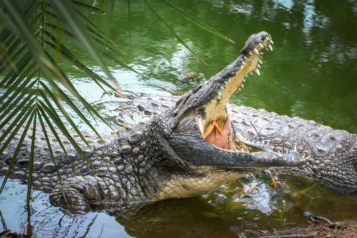 r&ecirc;ve sur le crocodile